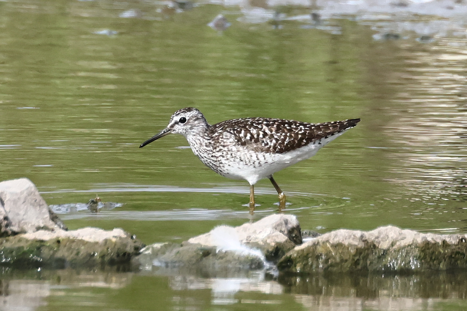Wood Sandpiper