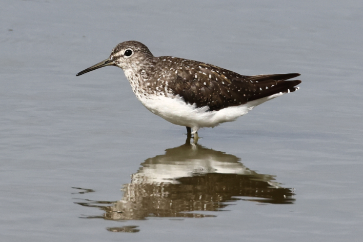 Green Sandpiper