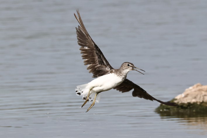 Green Sandpiper