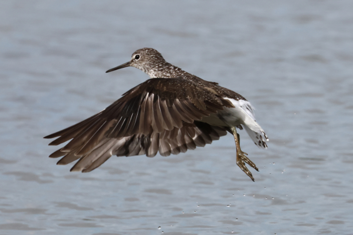 Green Sandpiper