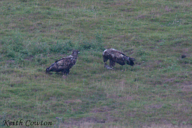 White-tailed Eagles