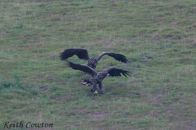 White-tailed Eagle