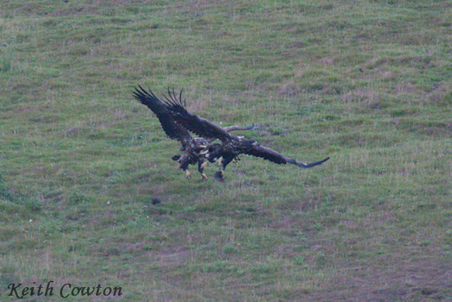 White-tailed Eagle