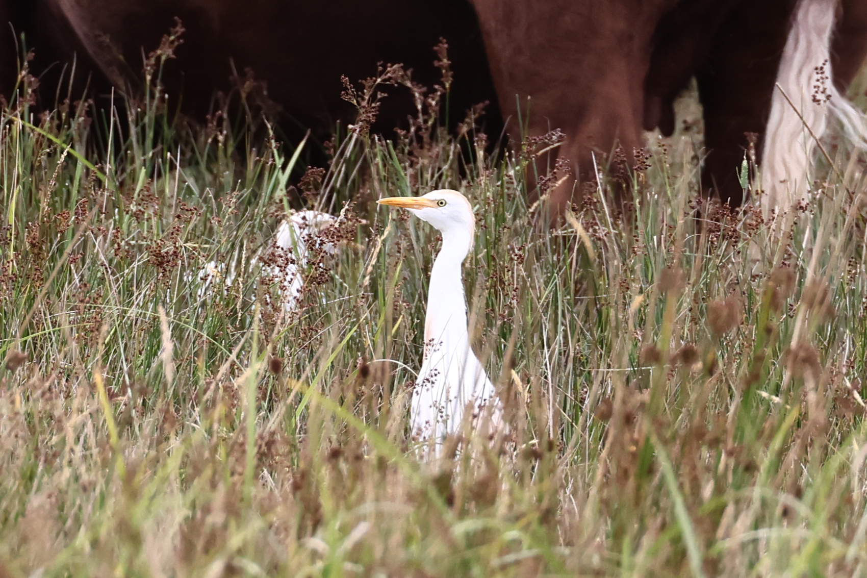 Cattle Egret