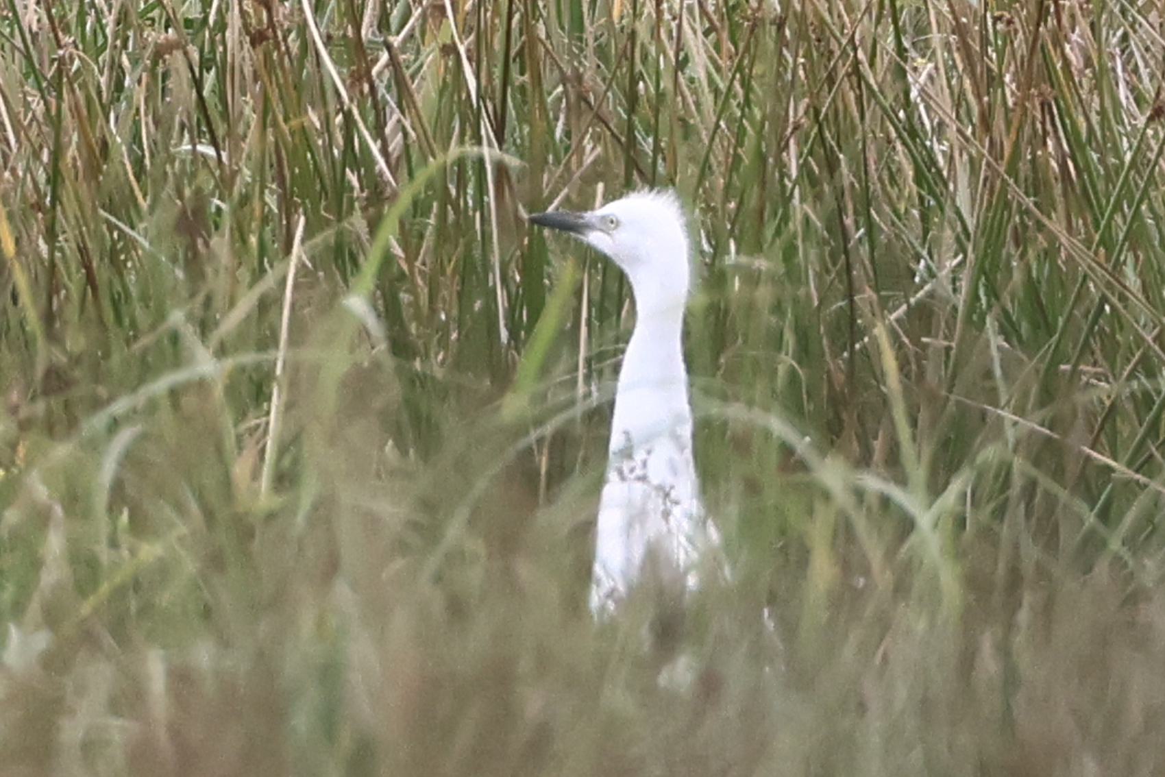 Cattle Egret