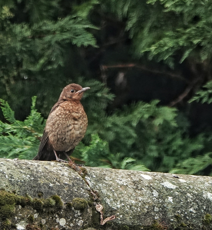 Song Thrush