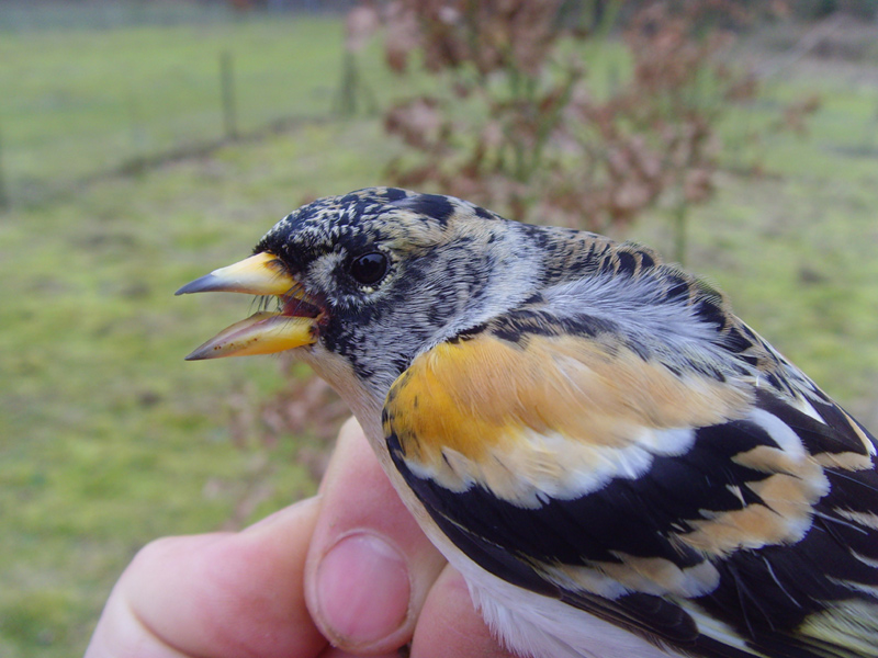 Brambling