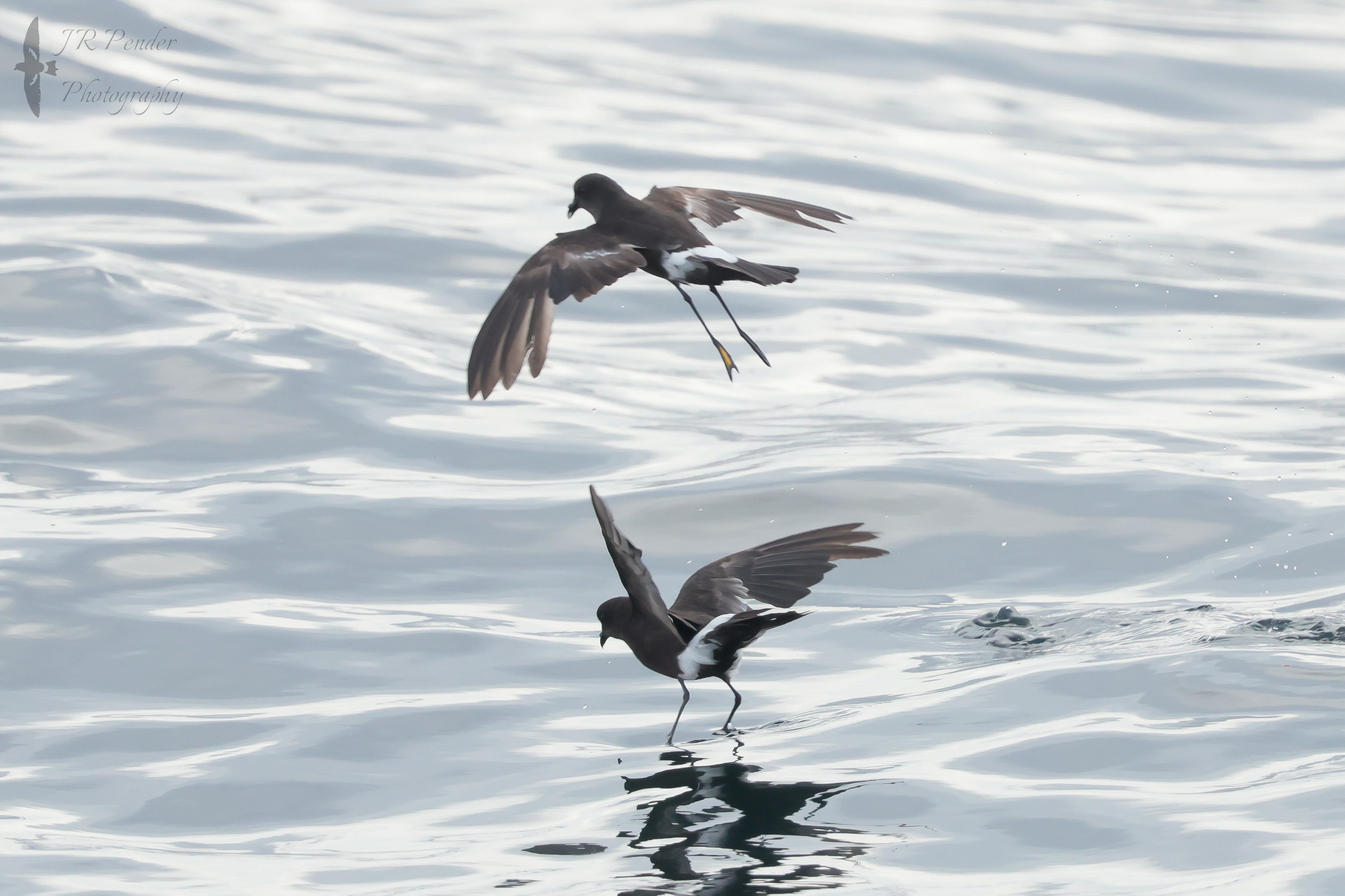 Wilson's Petrel