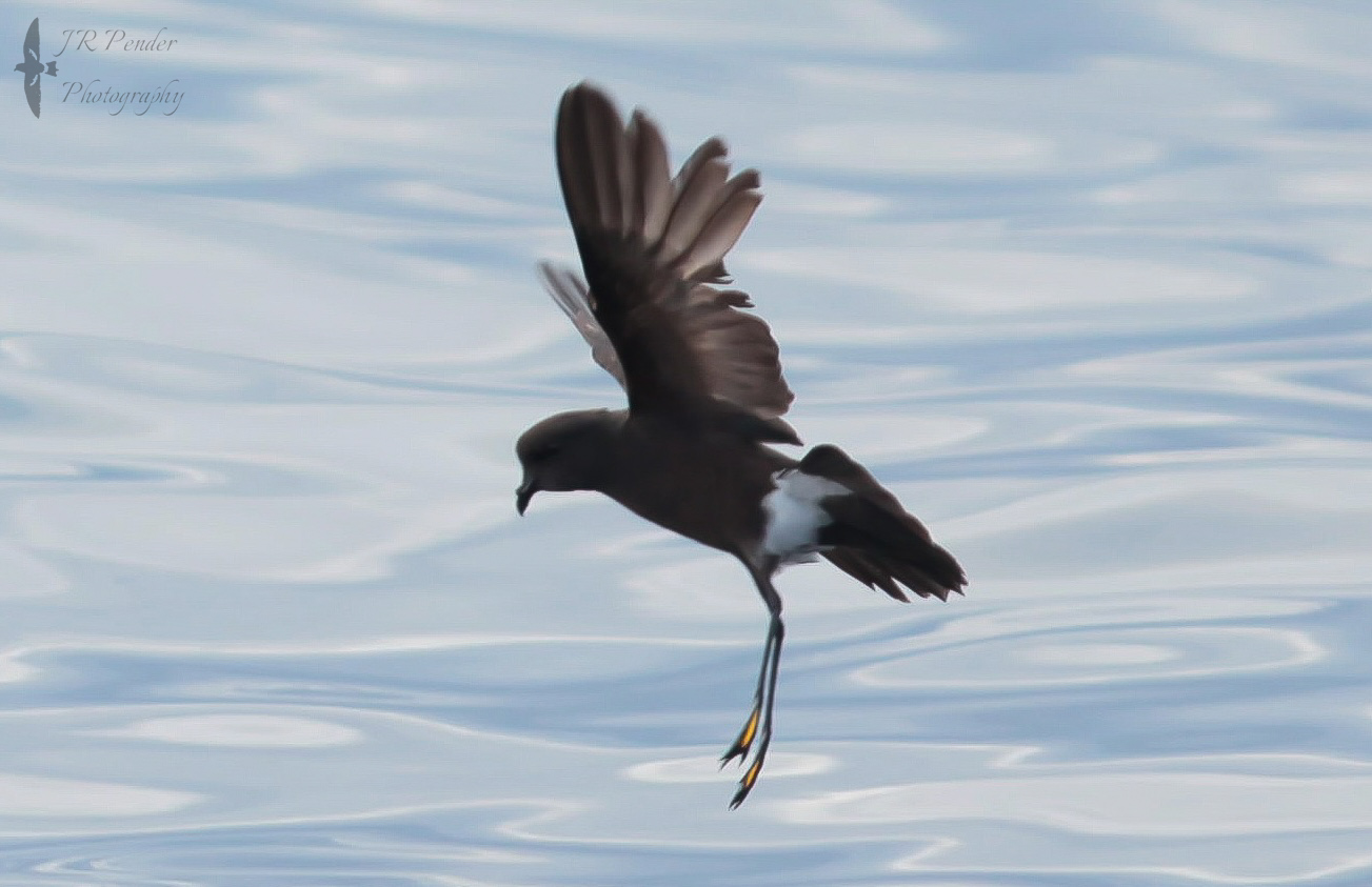 Wilson's Petrel