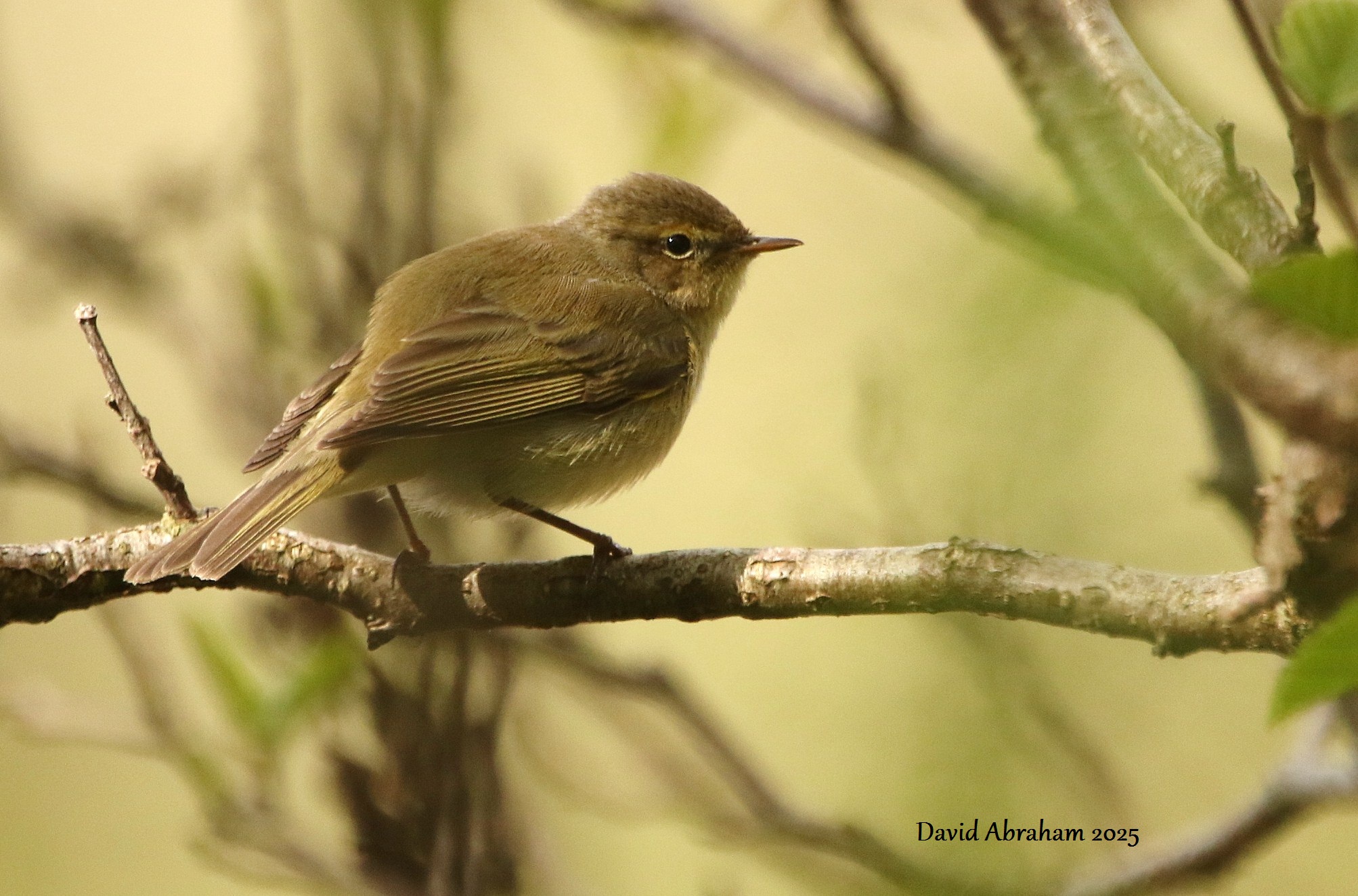 Chiffchaff 