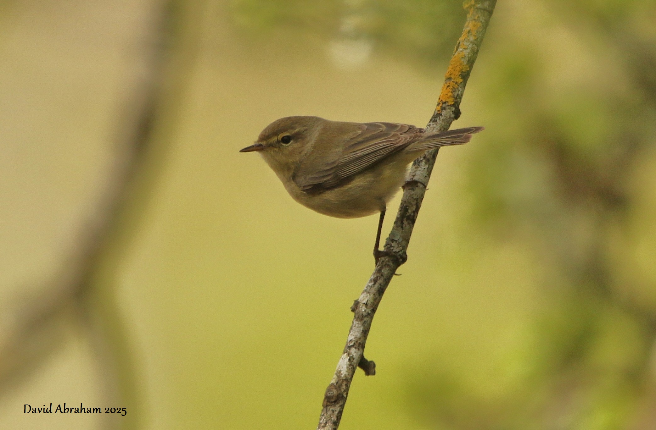 Chiffchaff 