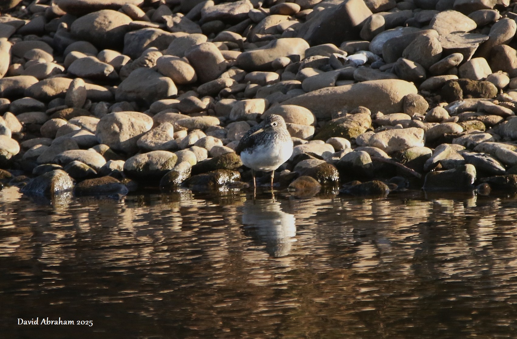 Green Sandpiper 