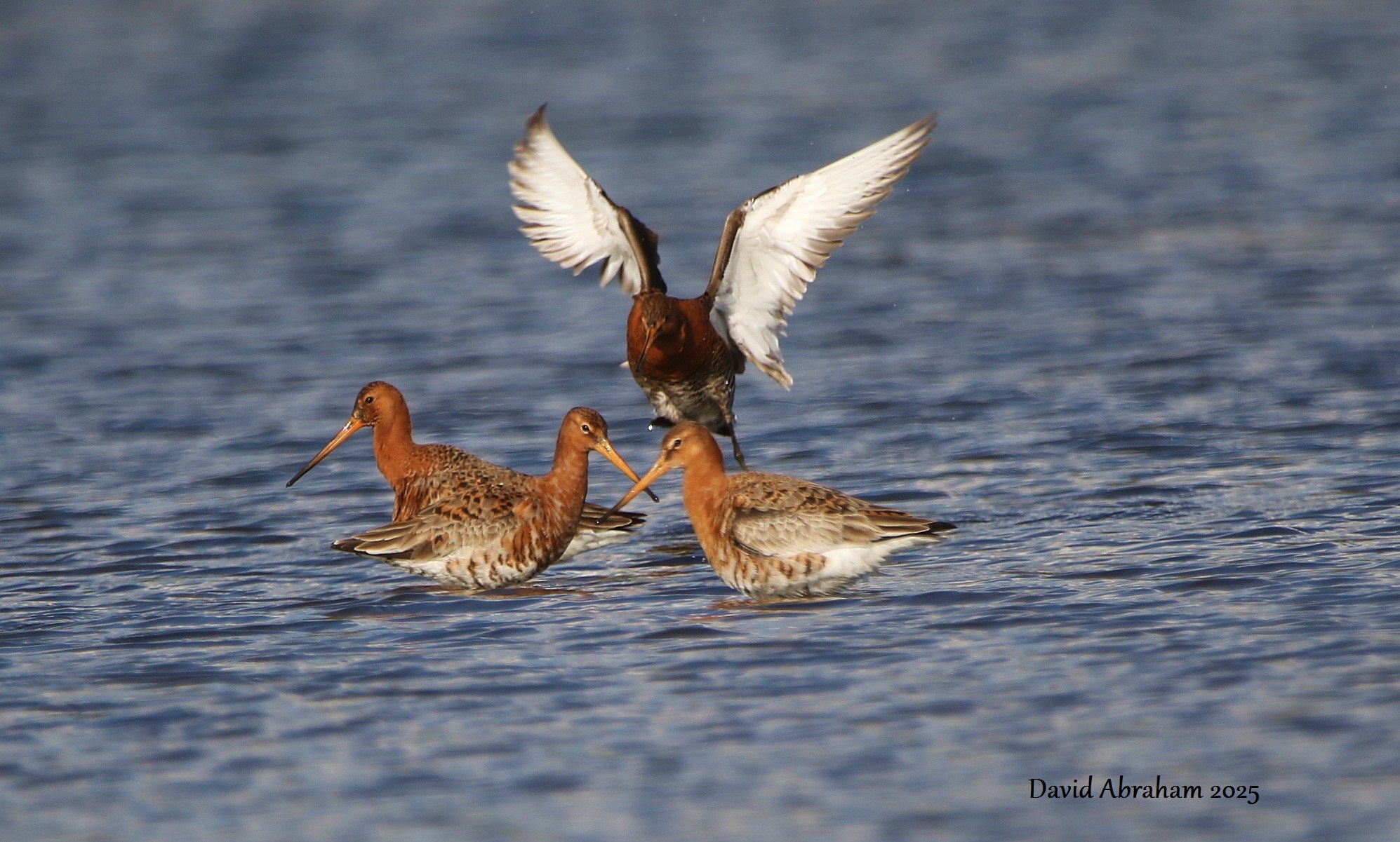  Black-tailed Godwit 