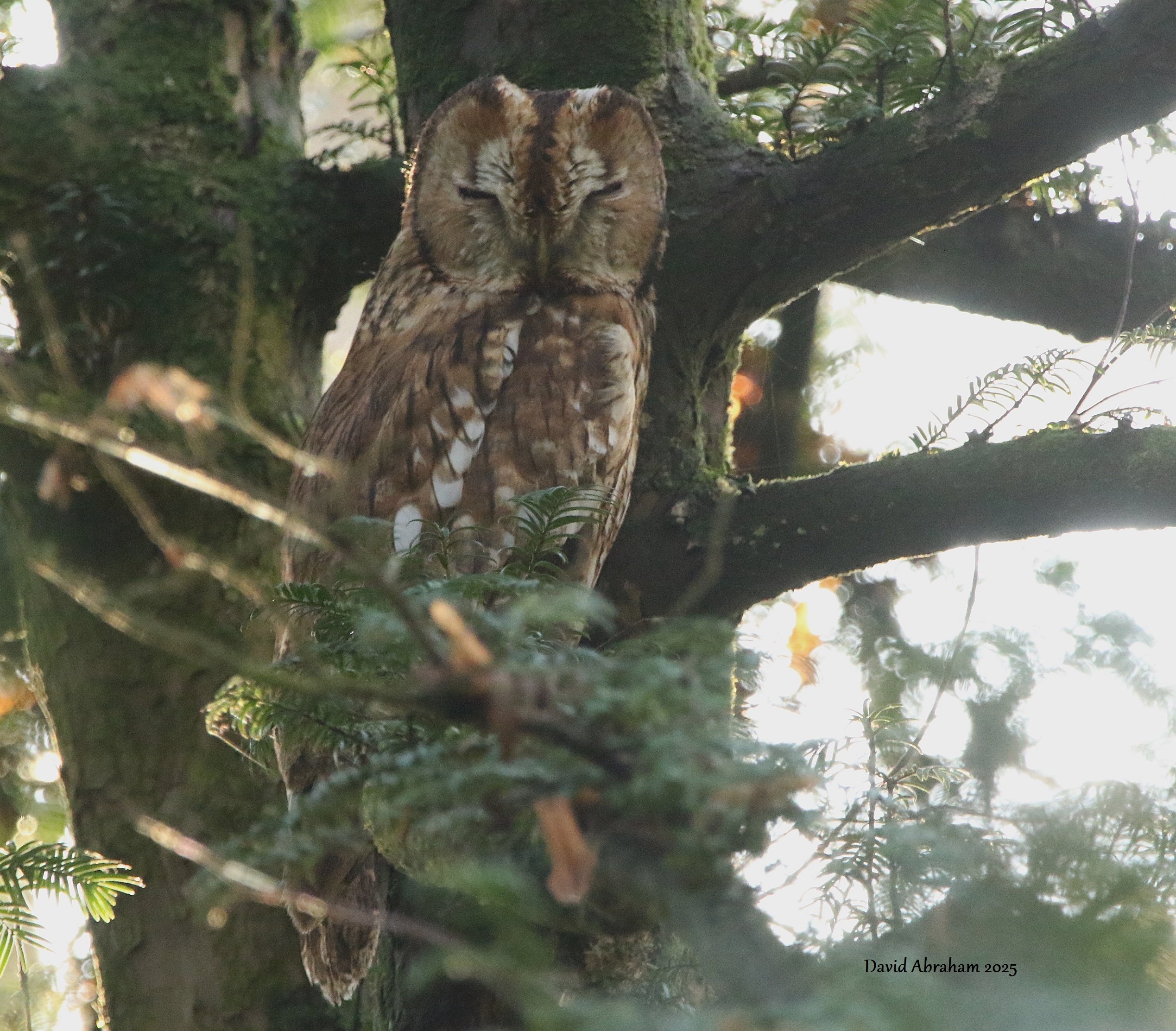 Tawny Owl 