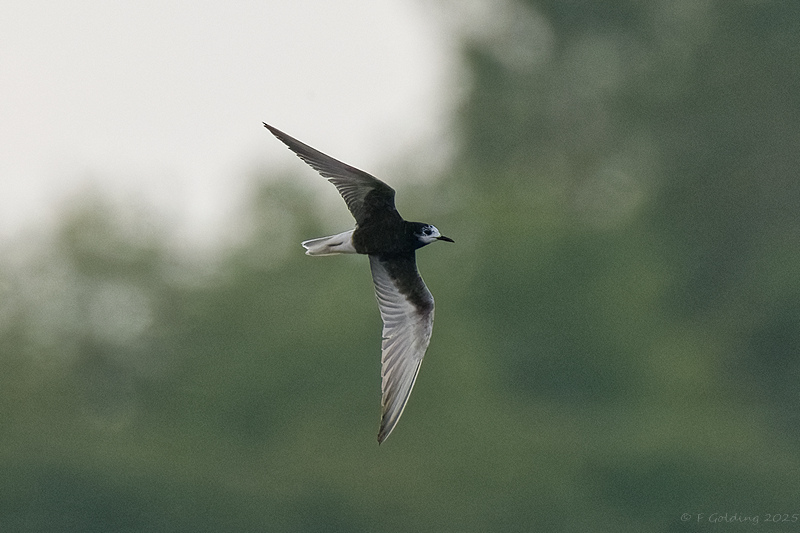 White-winged Black Tern