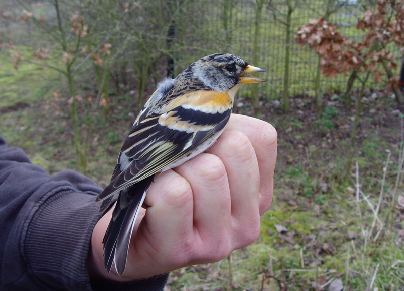 Brambling