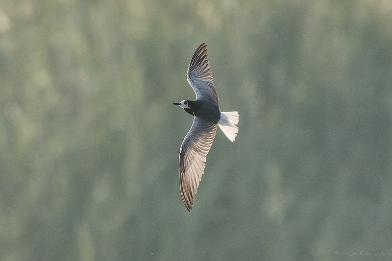 White-winged Black Tern