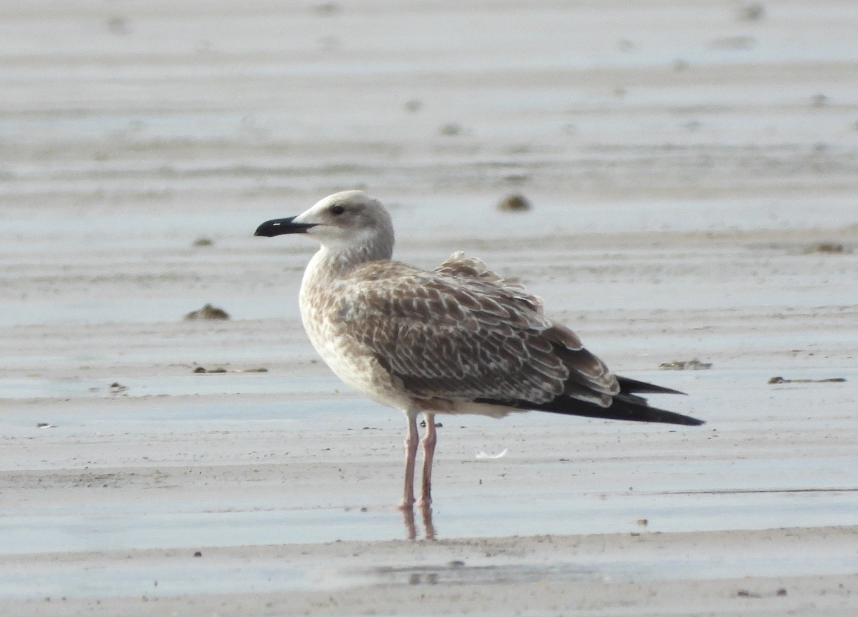 Caspian Gull