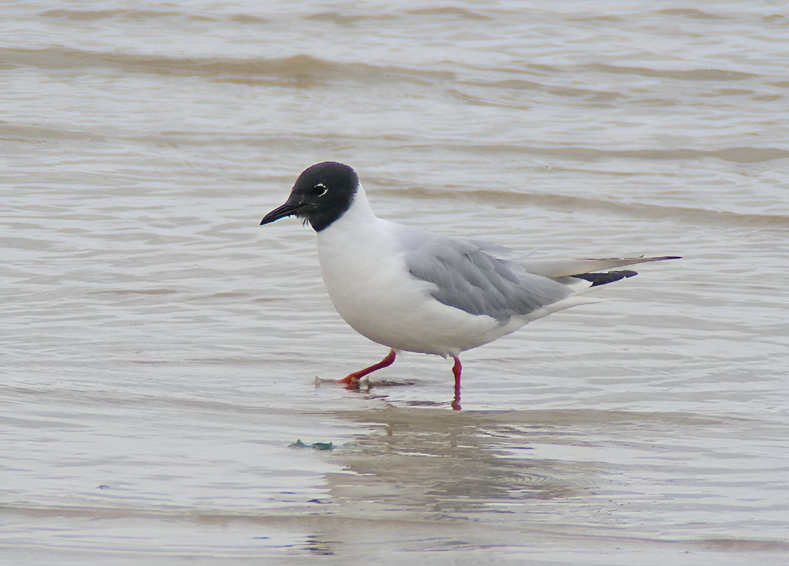 Bonaparte's Gull