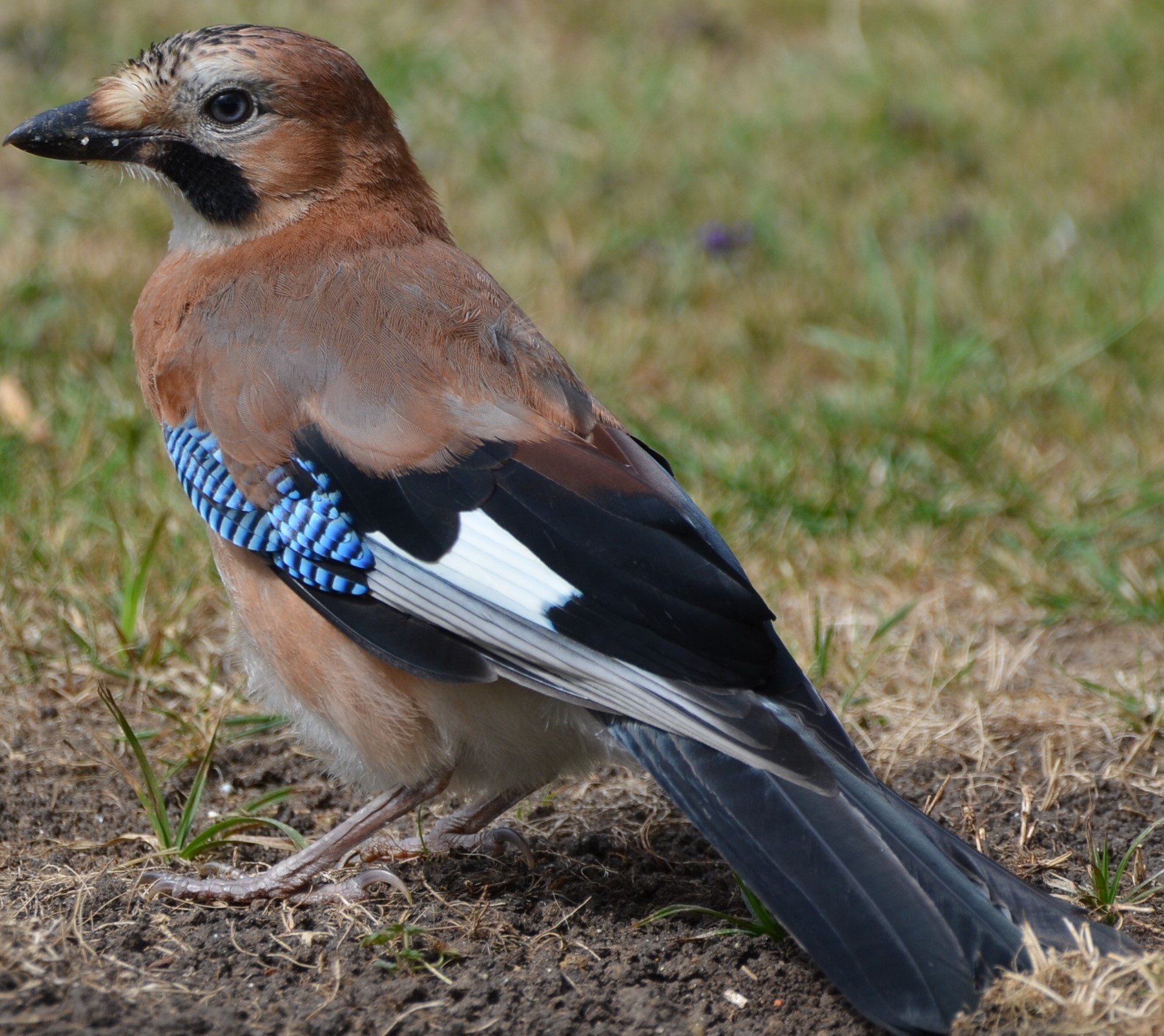 Jay