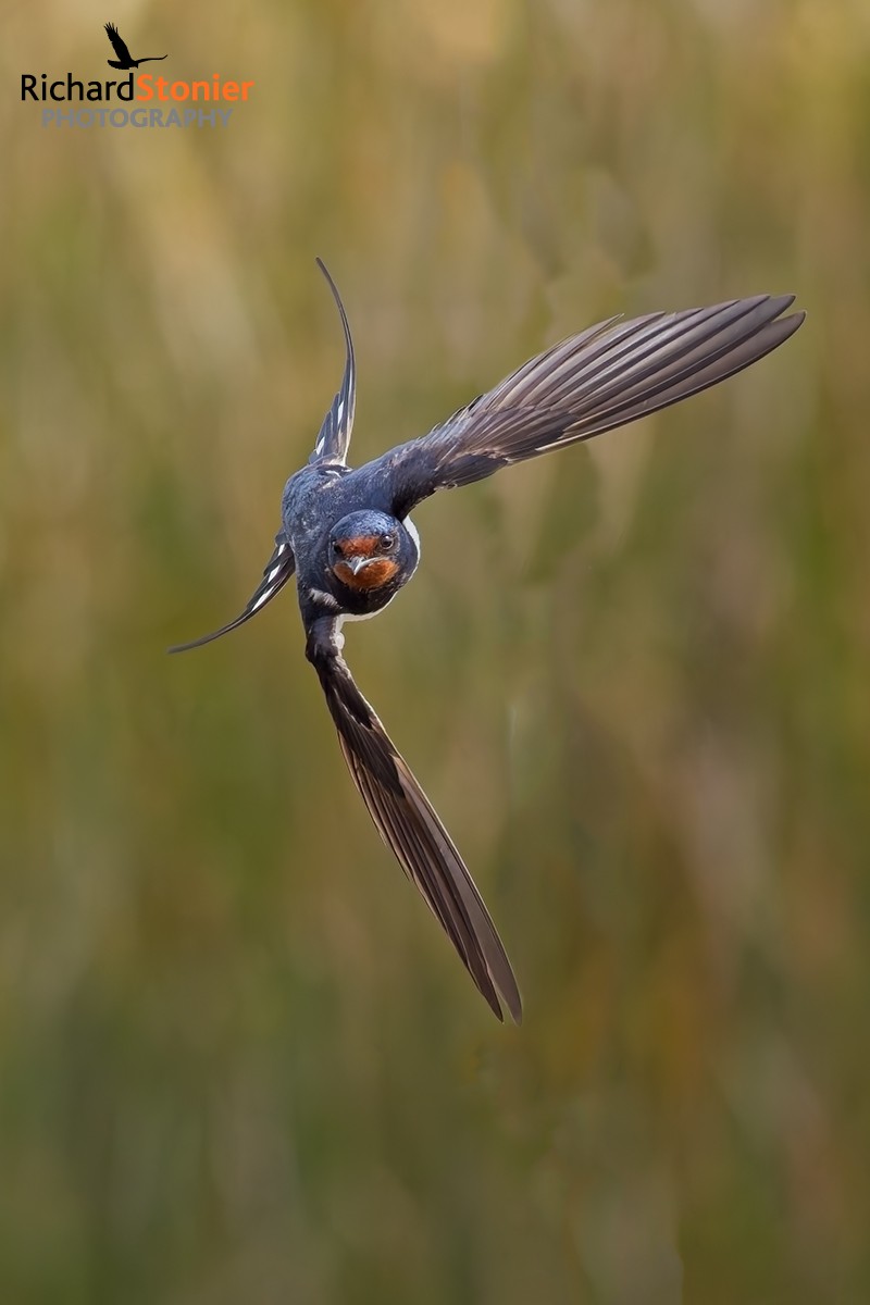 Swallow