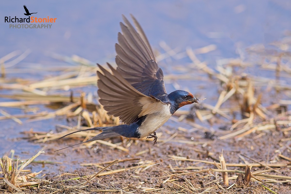 Swallow