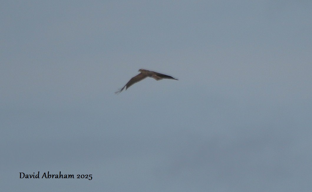 Marsh Harrier
