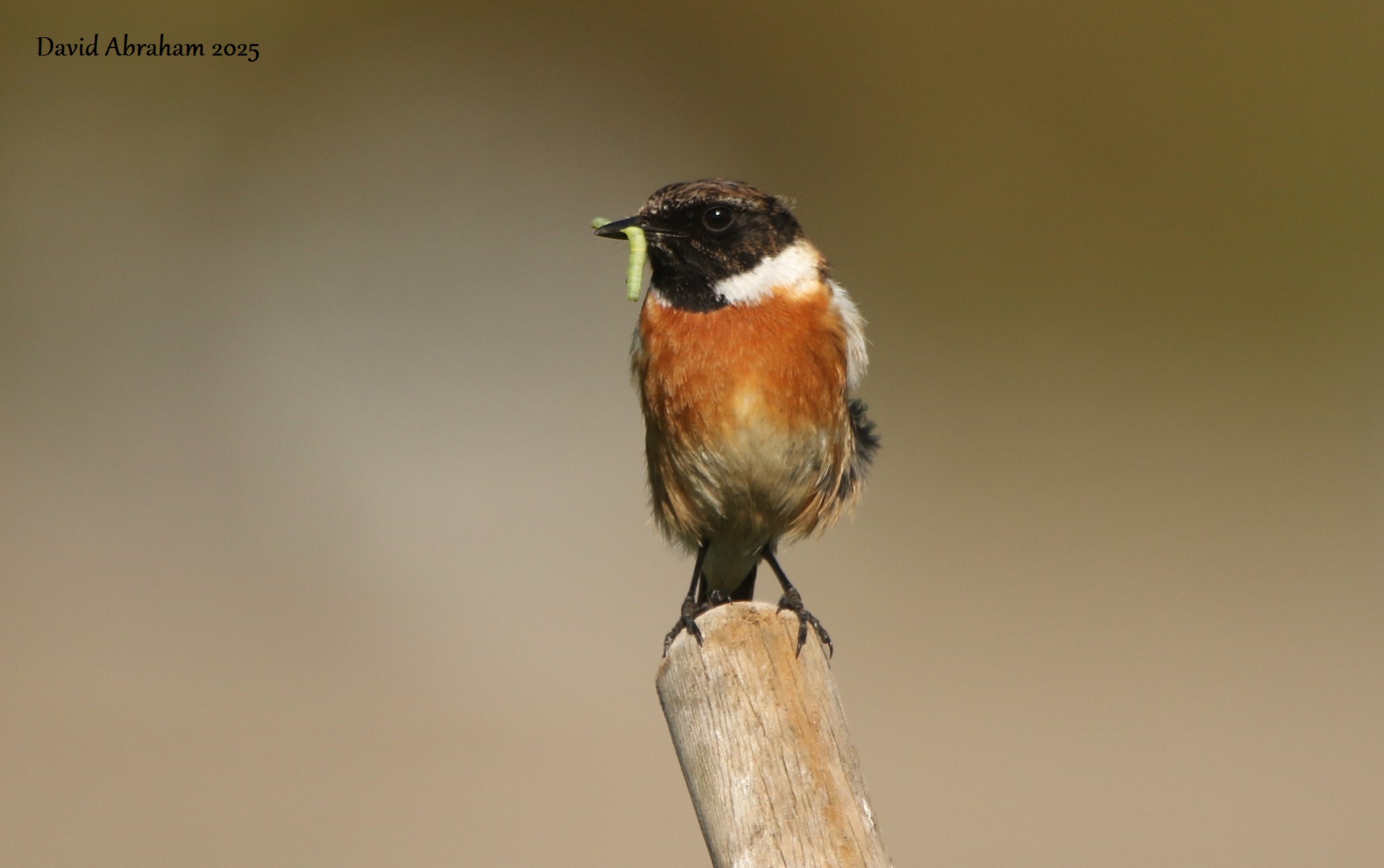 Stonechat 