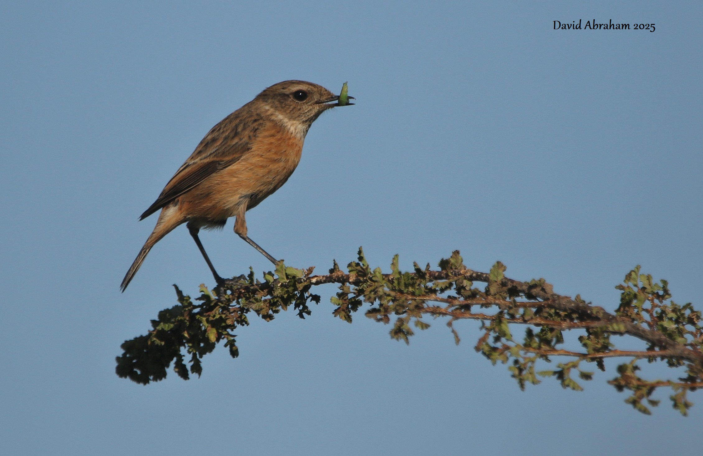 Stonechat 