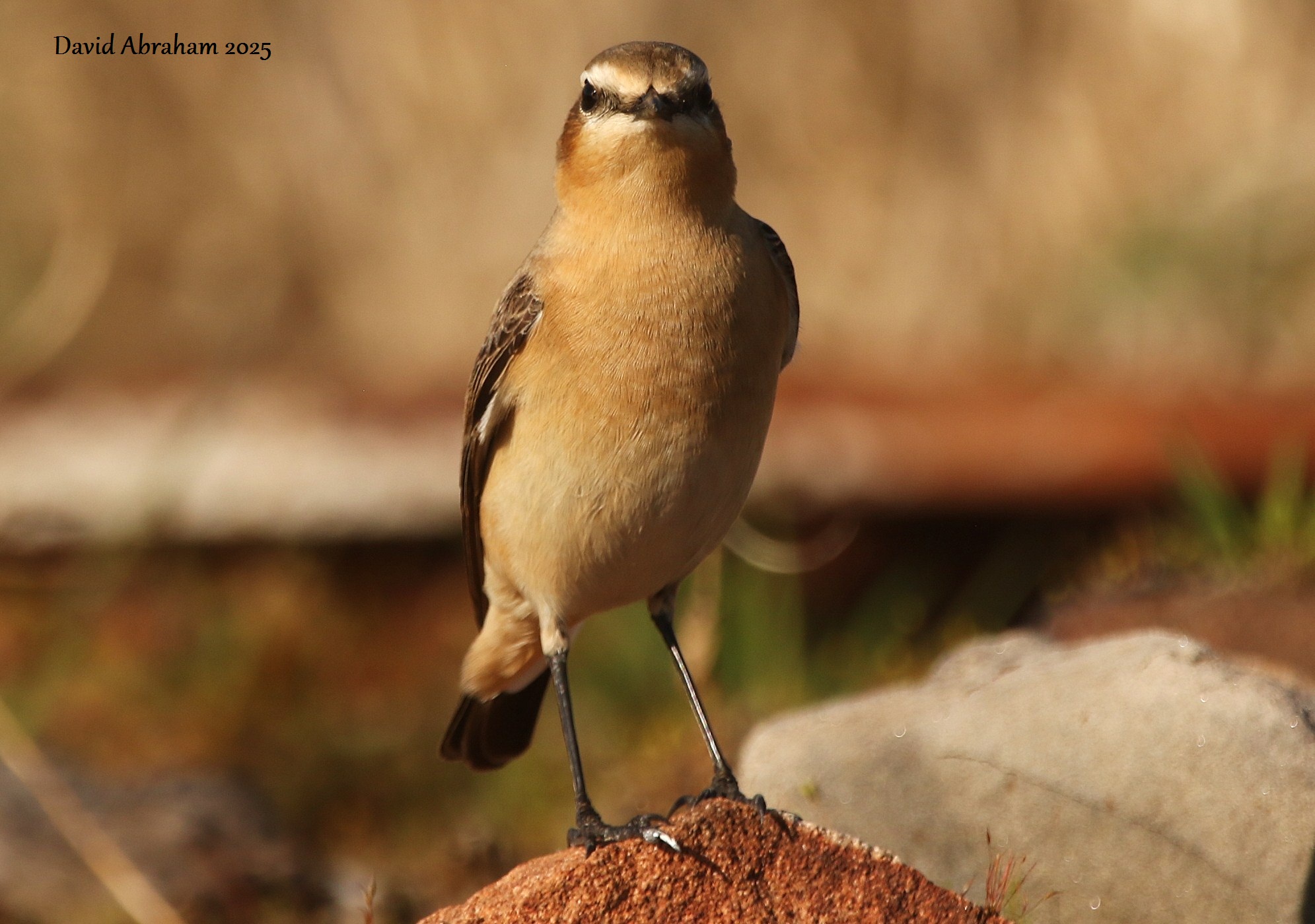 Wheatear 