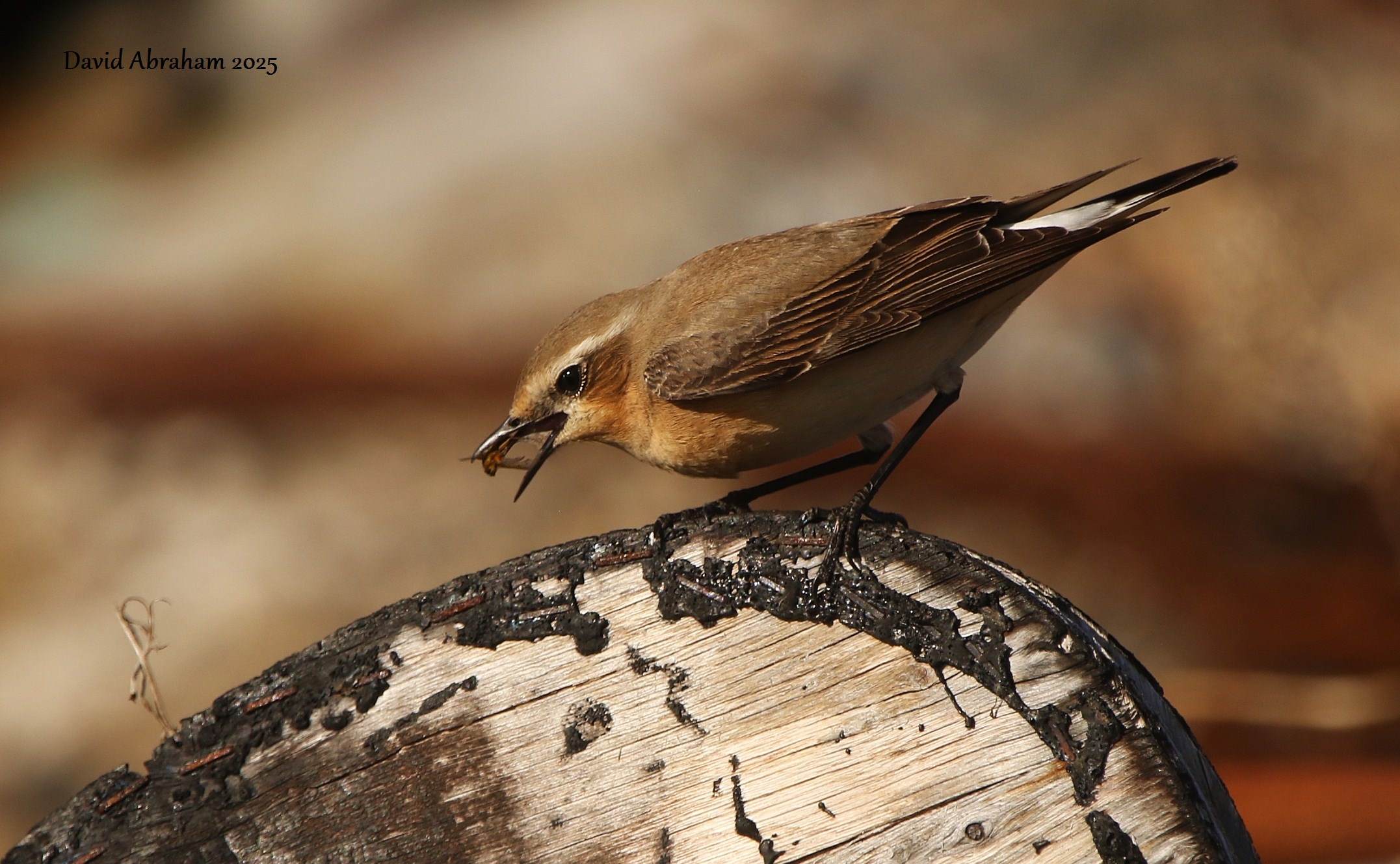 Wheatear 