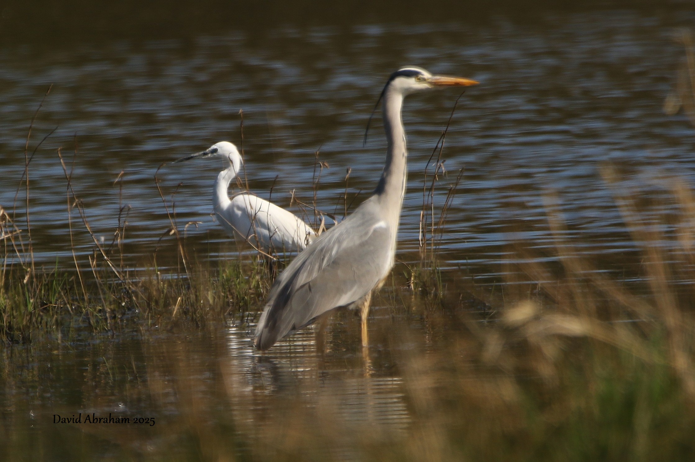 Little Egret 