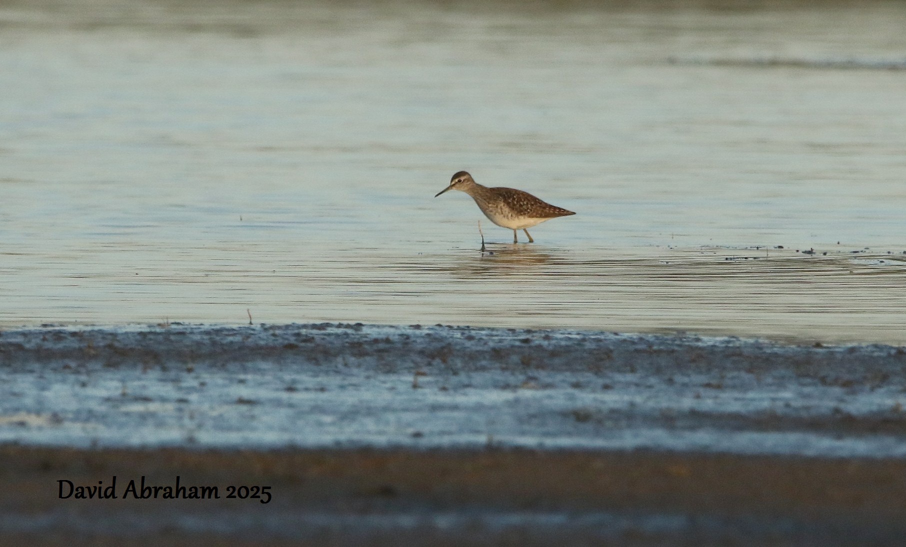 Wood Sandpiper 