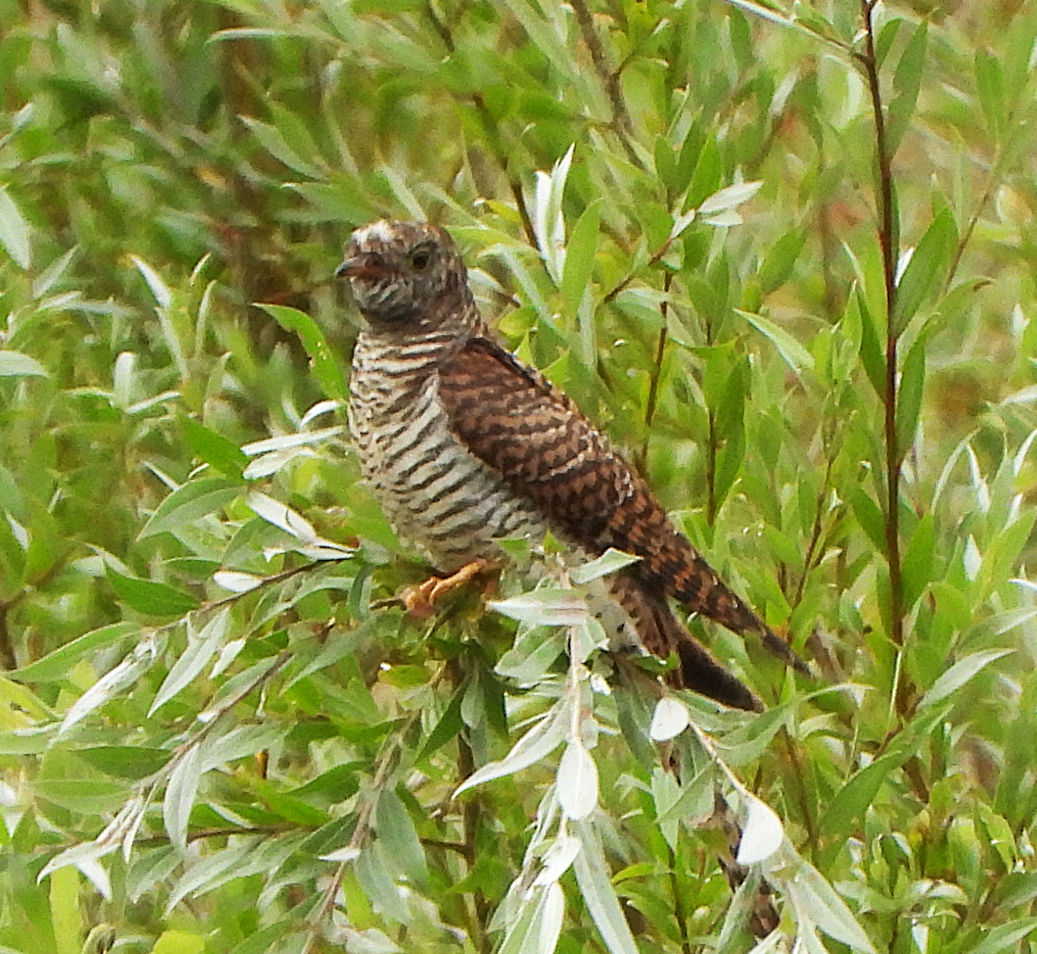 Cuckoo