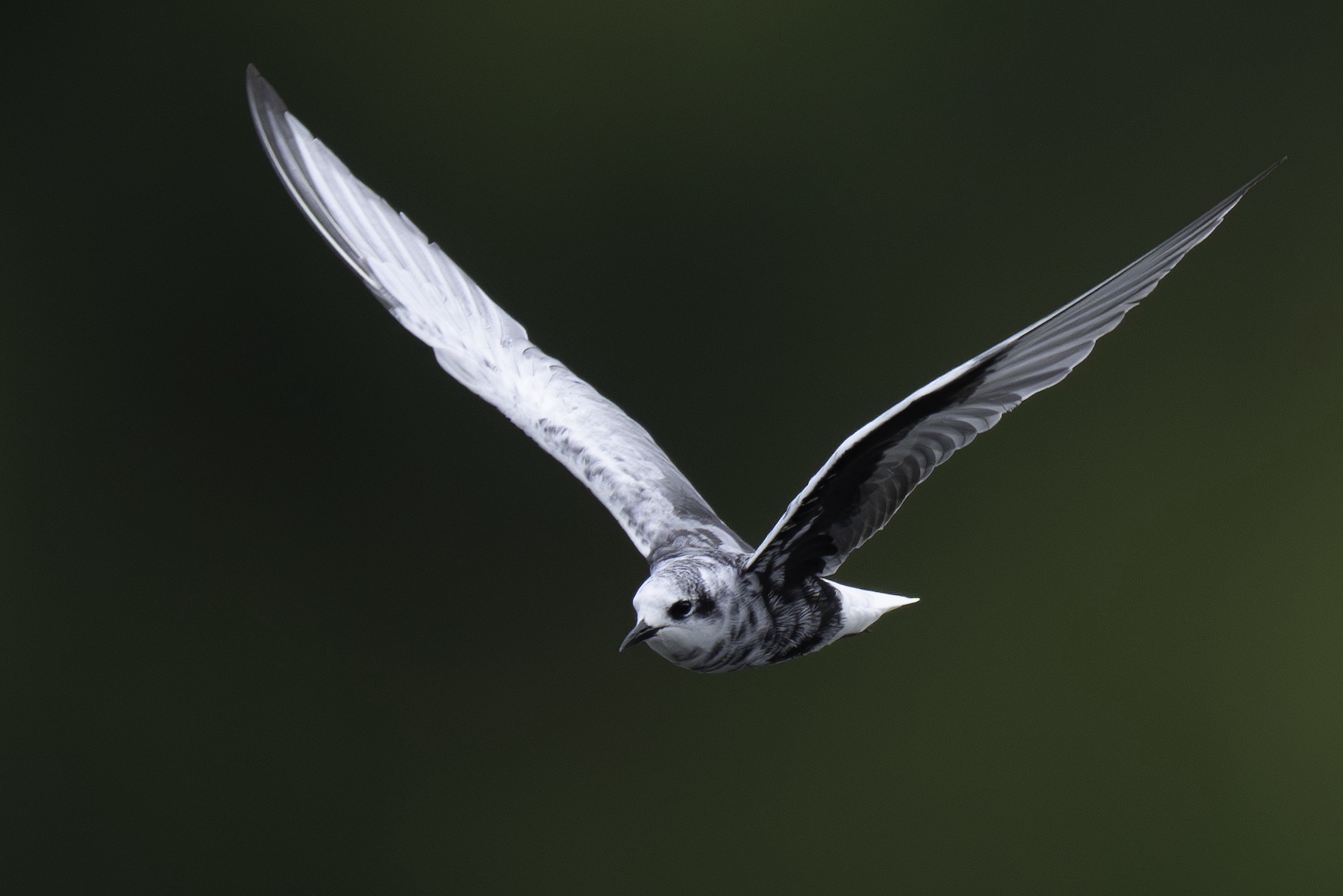 White-winged Black Tern