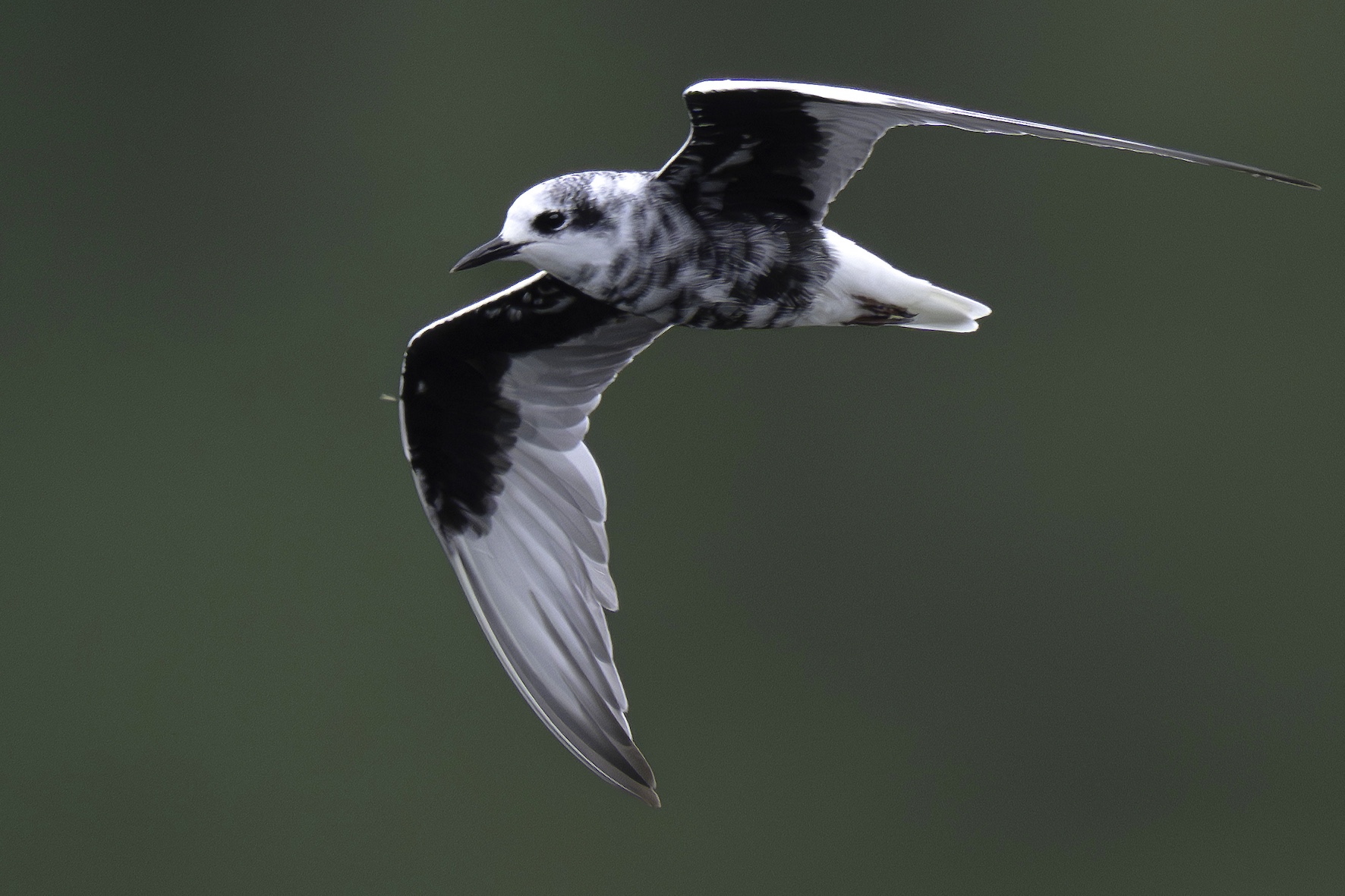 White-winged Black Tern