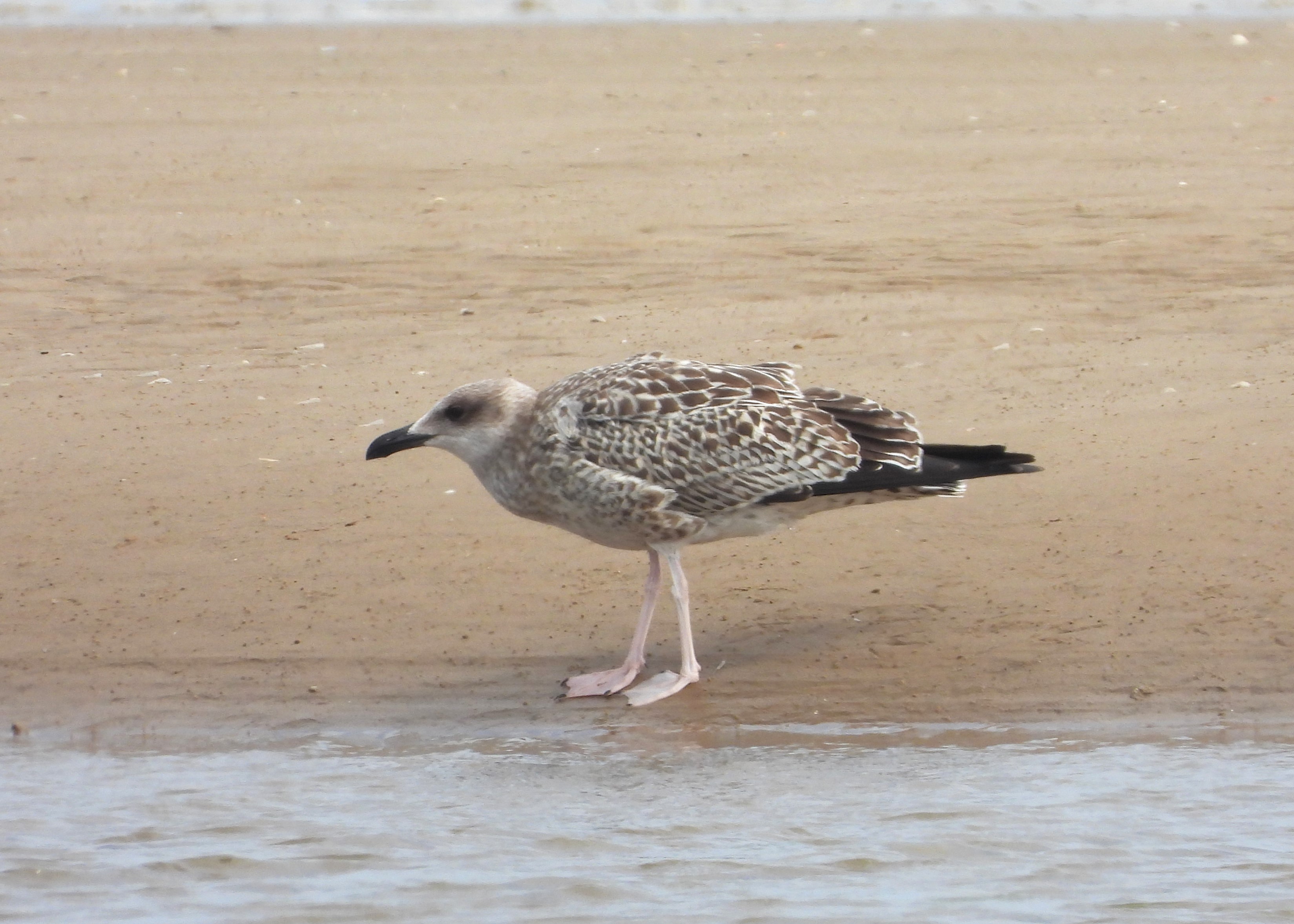 Yellow-legged Gull