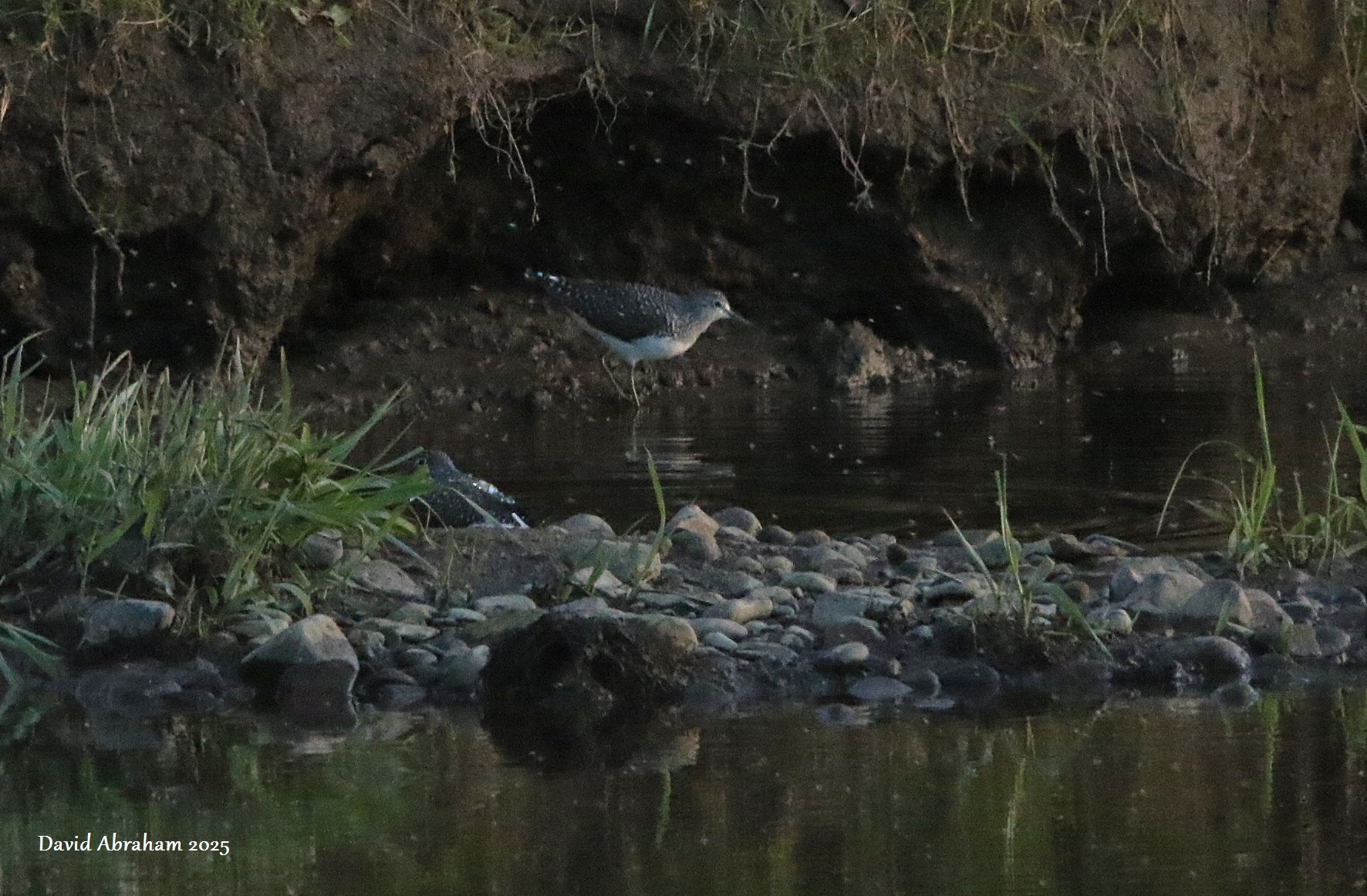 Green Sandpiper 
