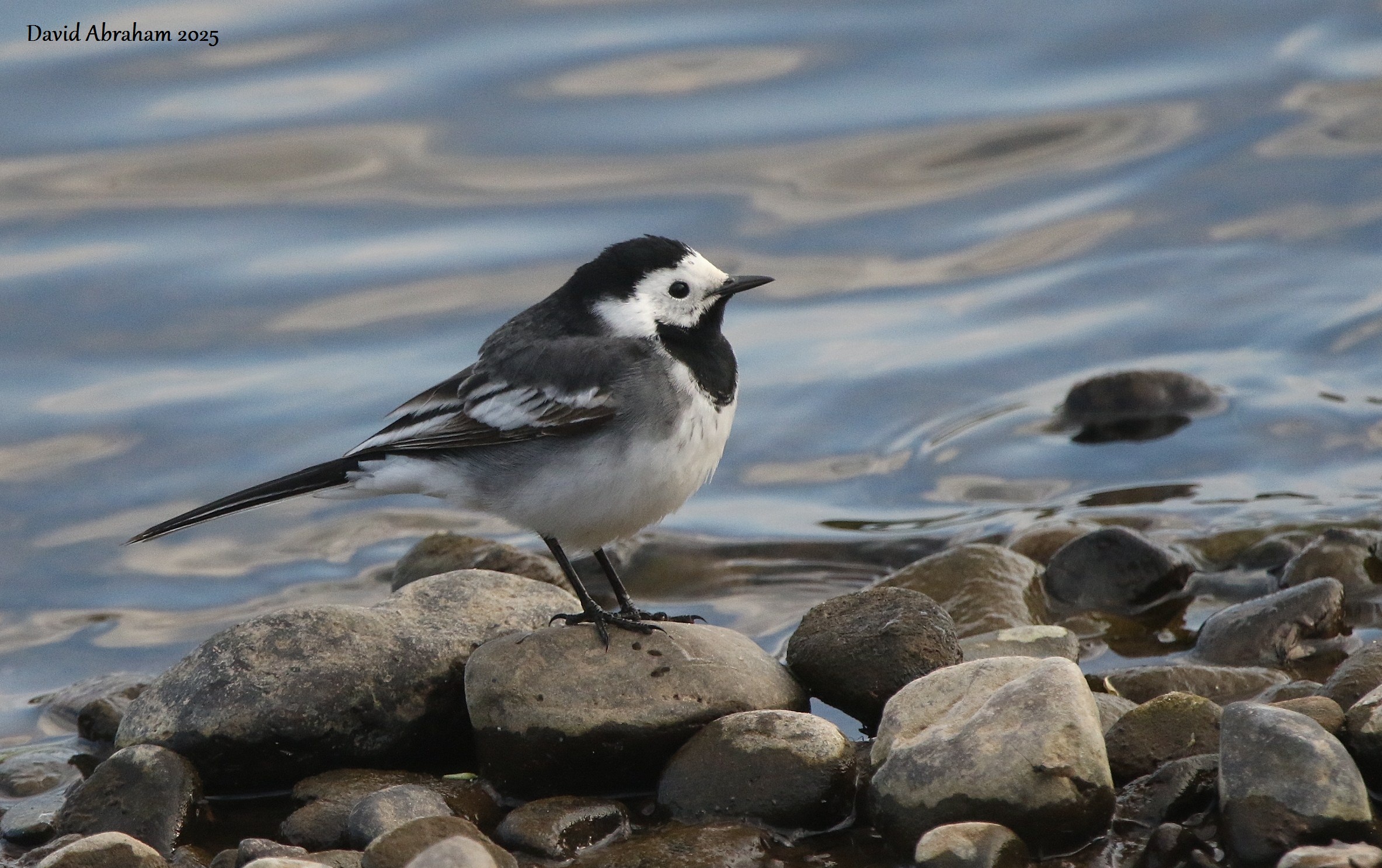 Pied Wagtail 