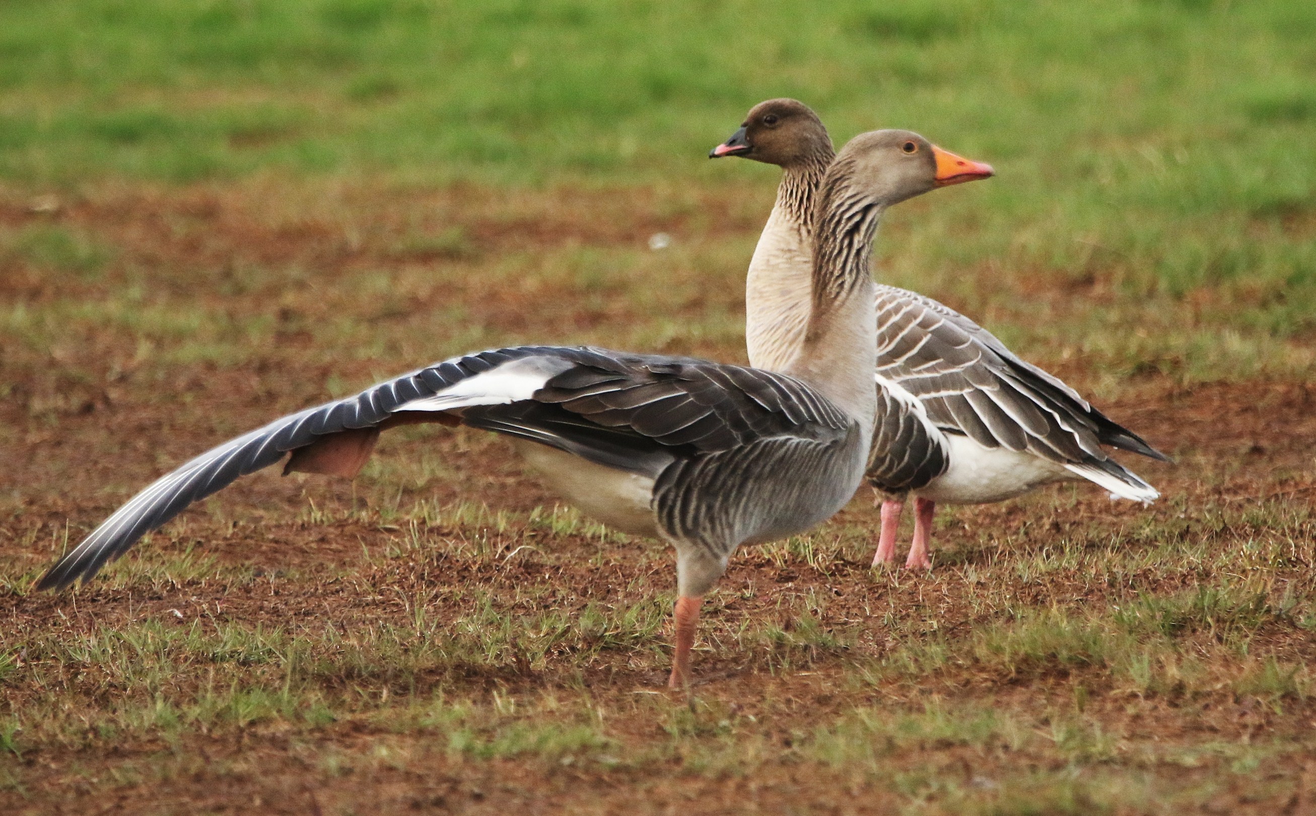 Pink-footed Goose 