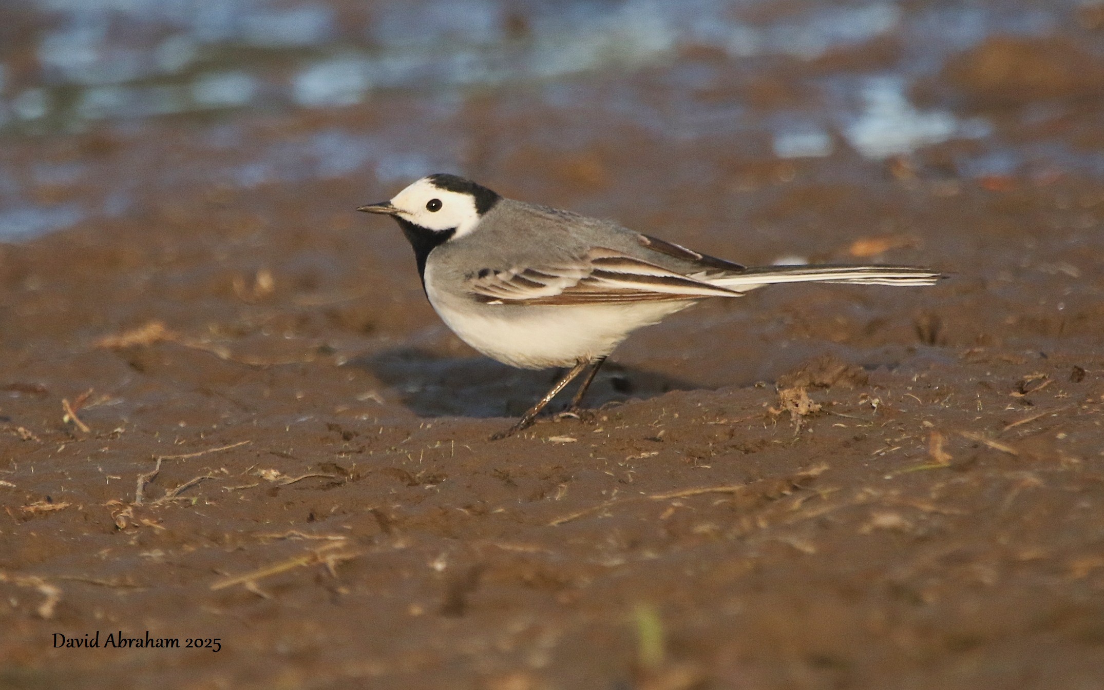 White Wagtail 