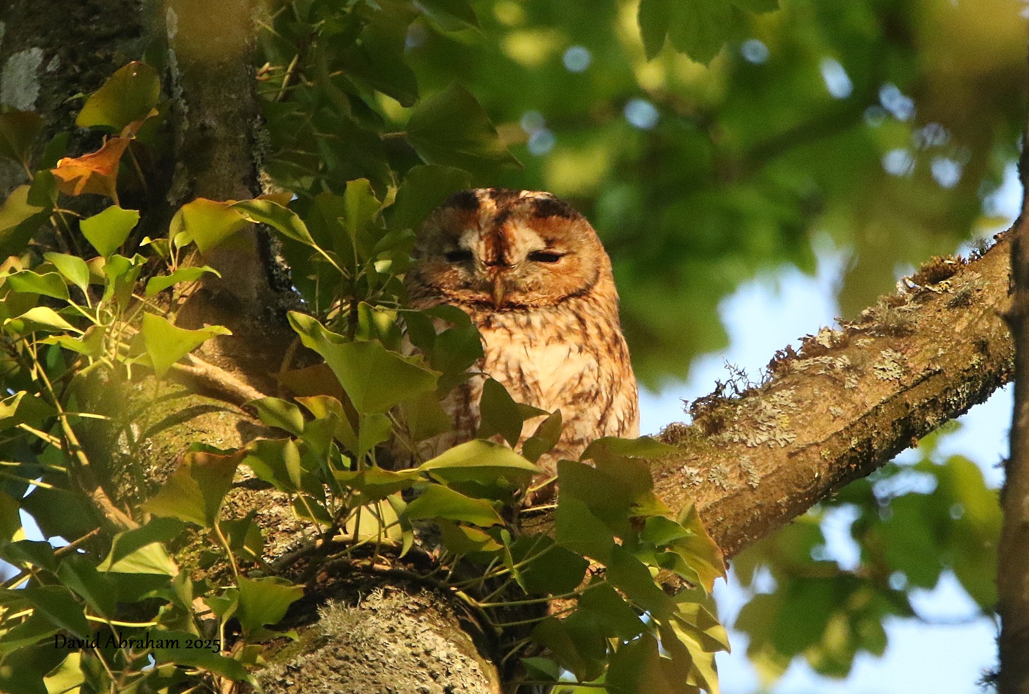 Tawny Owl 