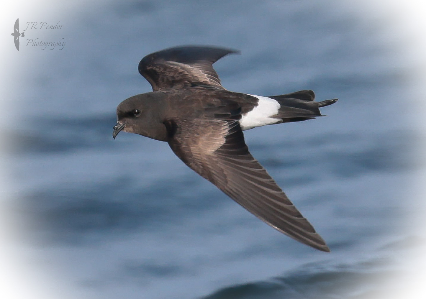 Wilson's Petrel