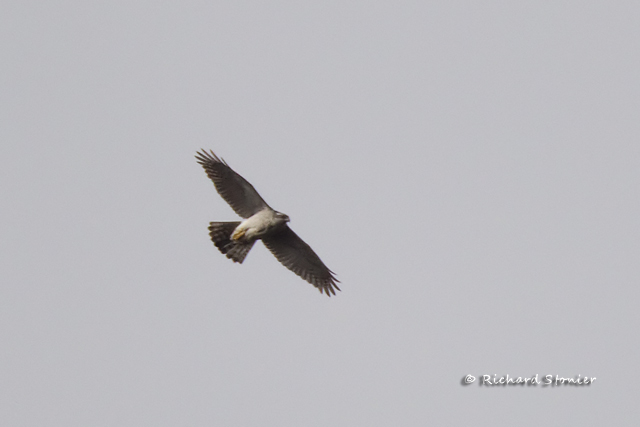Goshawk