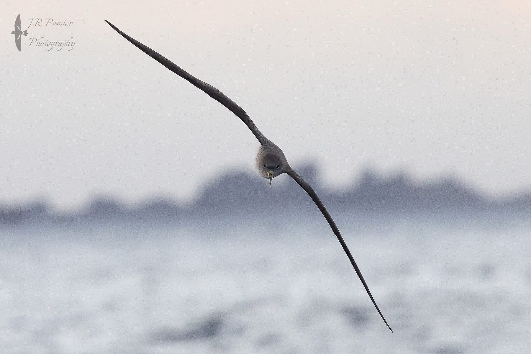 Cory's Shearwater