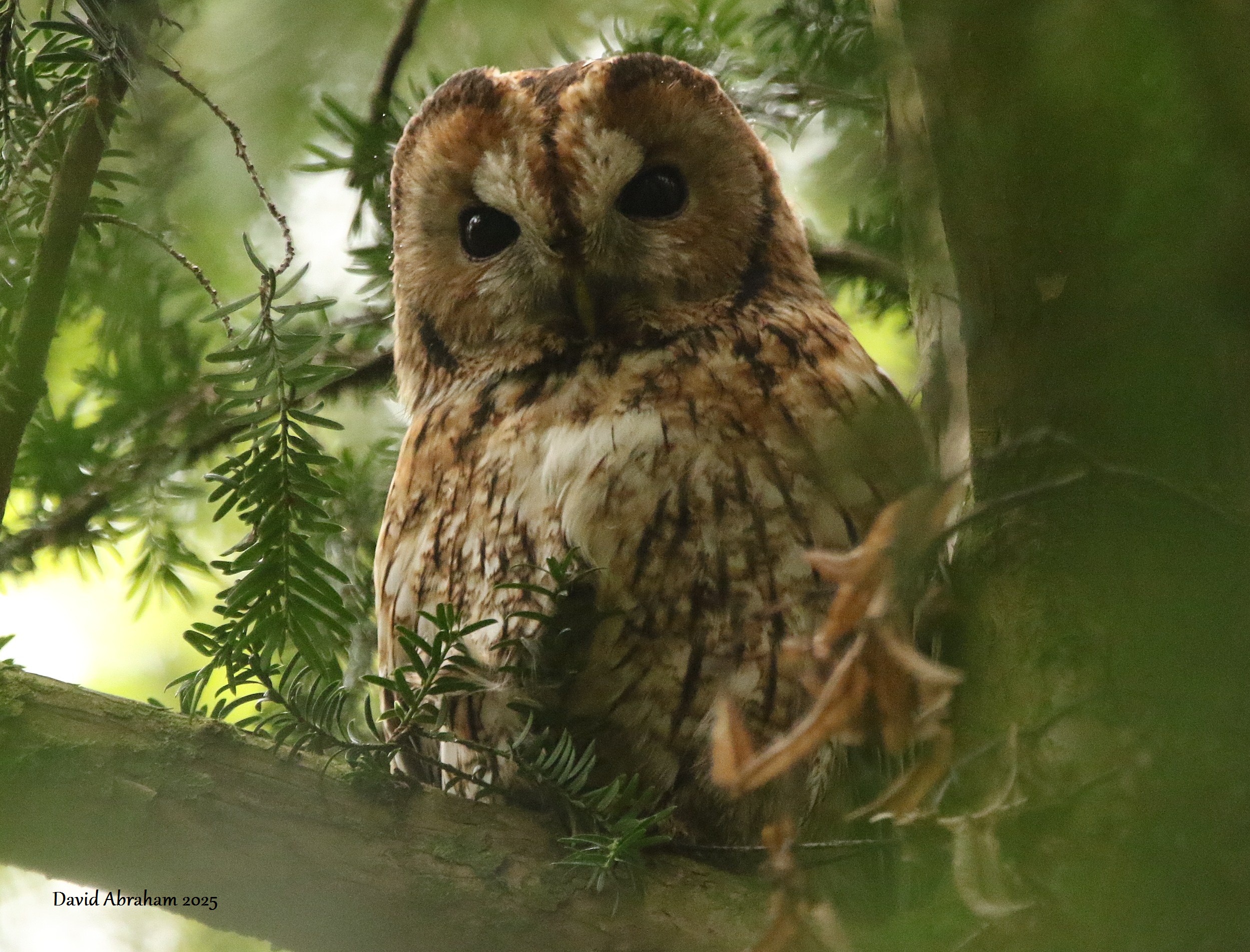 Tawny Owl