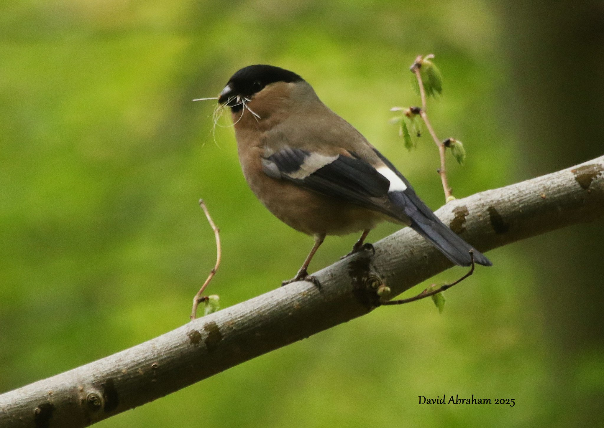 Bullfinch 