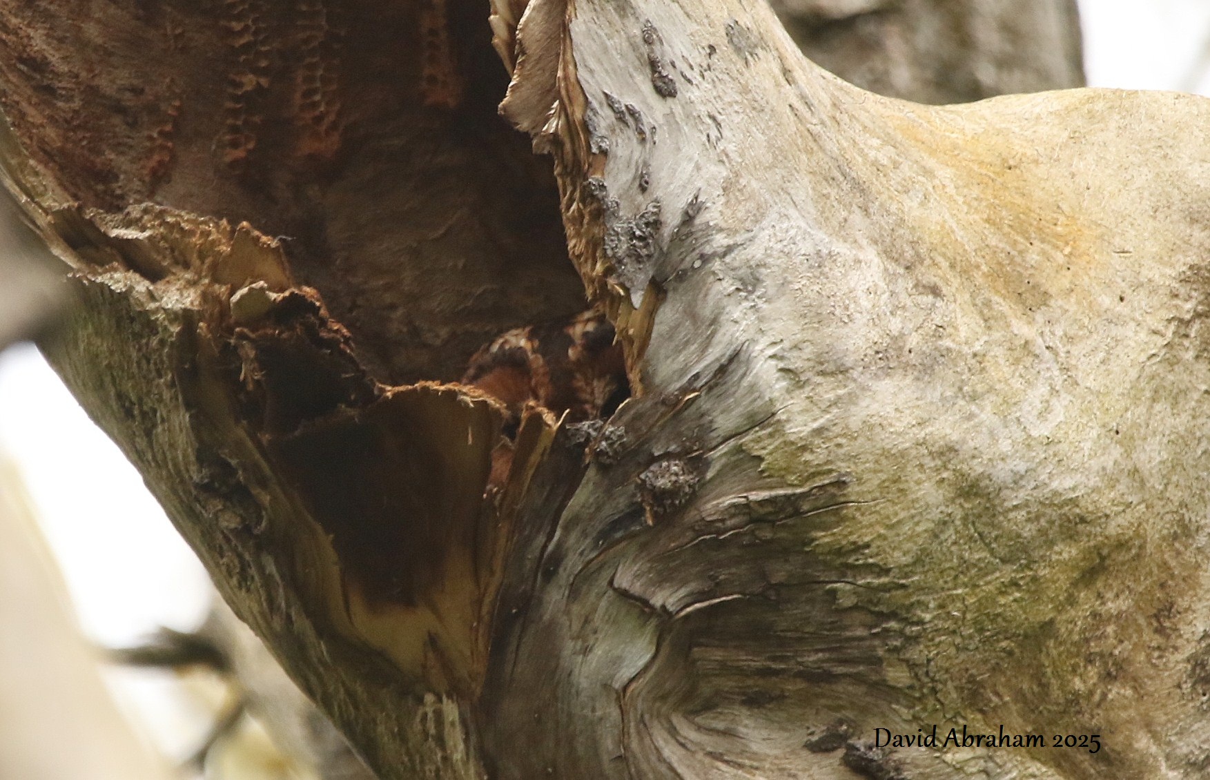 Tawny Owl