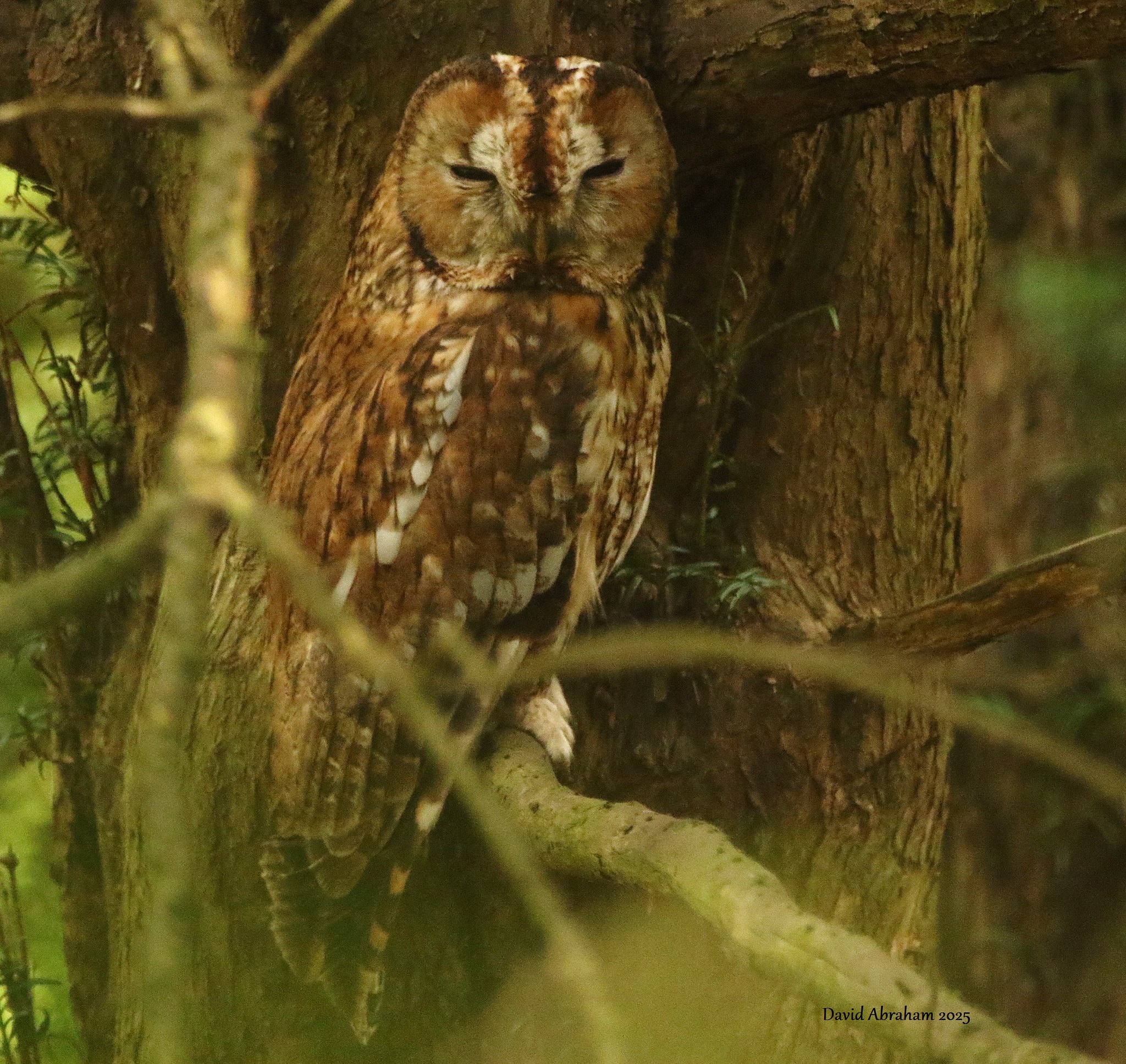 Tawny Owl 