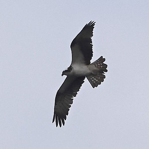 Osprey